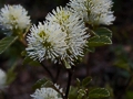 Fothergilla gardenii Suzanne IMG_9328 Fotergilla Gardena